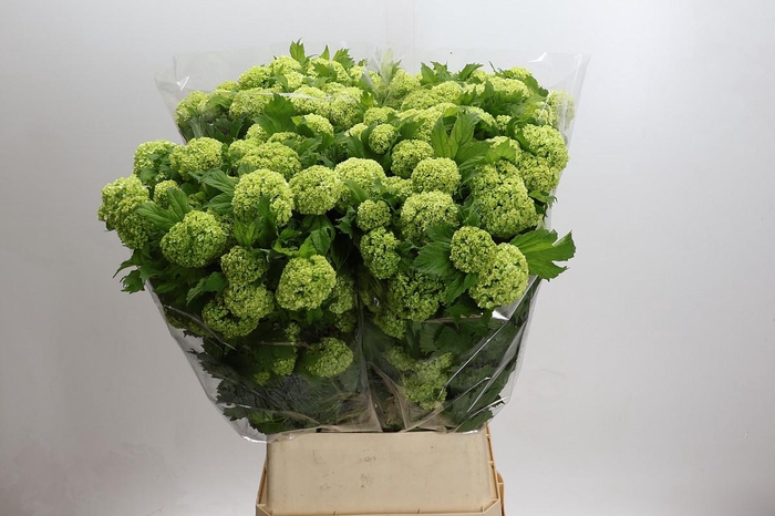 <h4>Viburnum Roseum</h4>