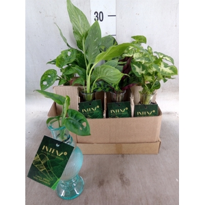 Planten  ..mix