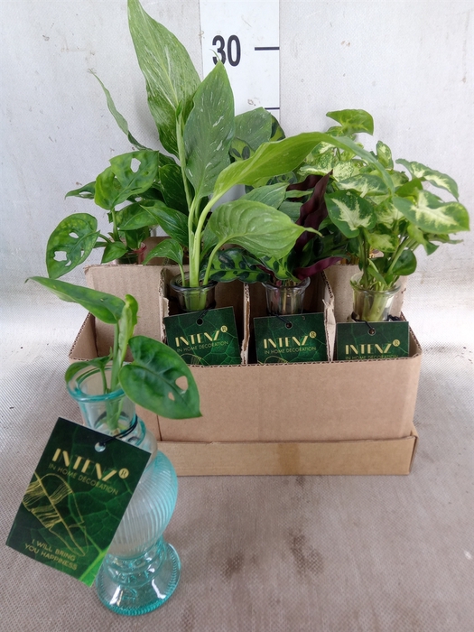 <h4>Planten  ..mix</h4>