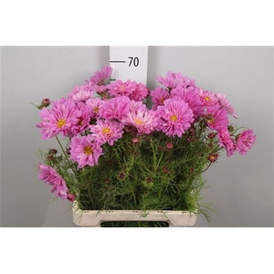 Cosmos Bipin Pink