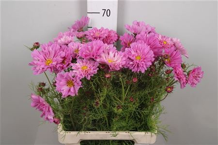 <h4>Cosmos Bipin Pink</h4>