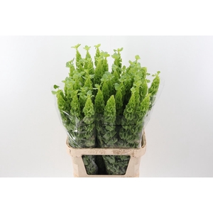 Moluccella AN