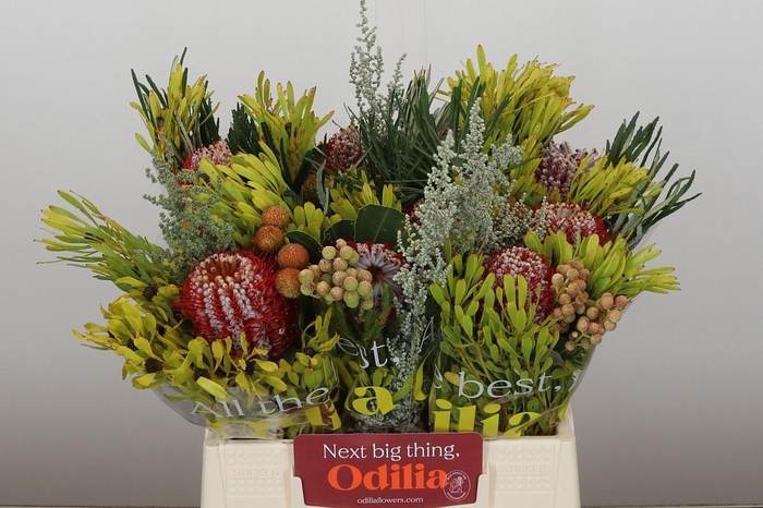 <h4>BANKSIA OV GROOTBL</h4>