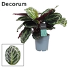 Calathea Medaillon (Decorum)