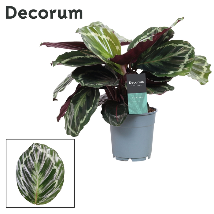 Calathea Medaillon (Decorum)