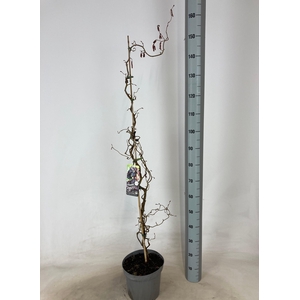 CORYLUS RED MAJESTIC