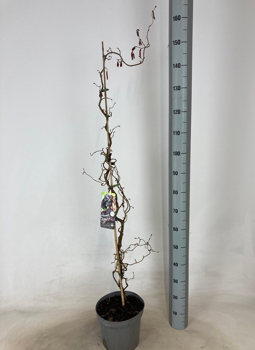 <h4>CORYLUS RED MAJESTIC</h4>