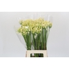 Agapanthus Gletsjer