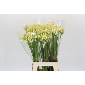 Agapanthus Gletsjer