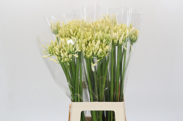 <h4>Agapanthus Gletsjer</h4>