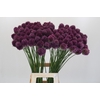 Allium Sphaerocephalon
