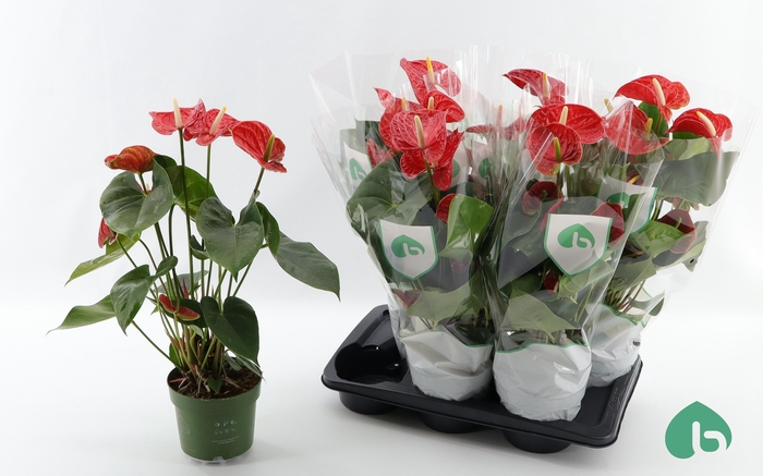 <h4>ANTHU AN AREBO</h4>