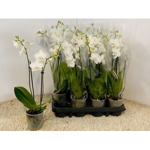 PHAL OV