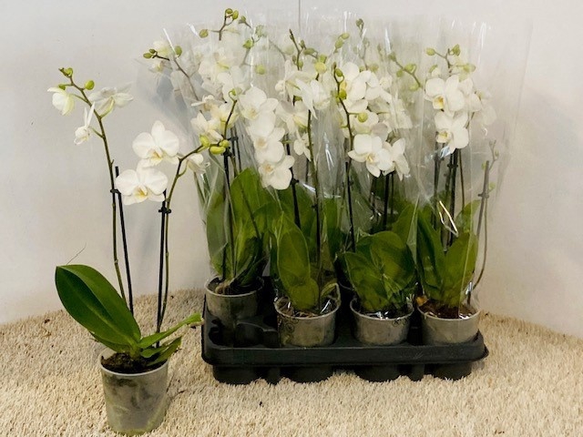 <h4>PHAL OV</h4>