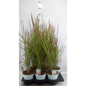 Imperata cylindrica 'Red Baron'
