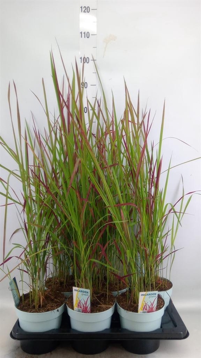 <h4>Imperata cylindrica 'Red Baron'</h4>