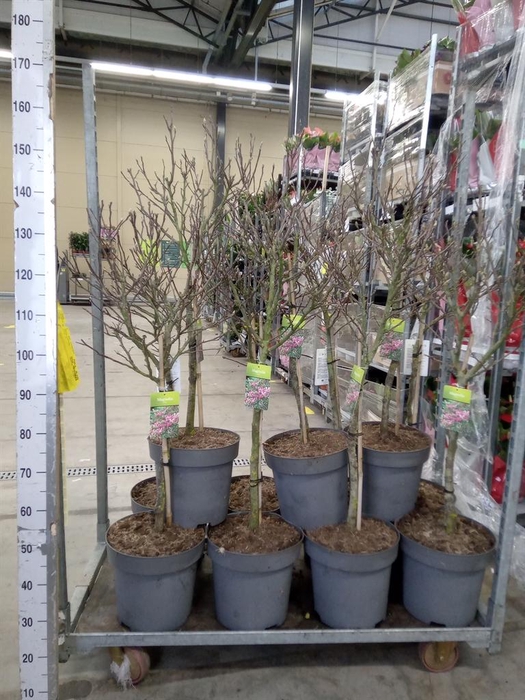 <h4>Magnolia  'Susan'</h4>