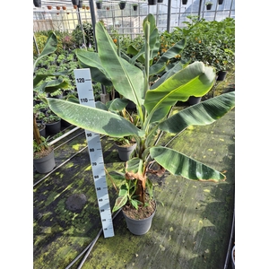 Musa (bananenplant)