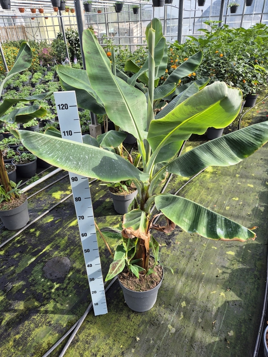 <h4>Musa (bananenplant)</h4>