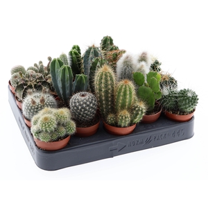 Cactus mix