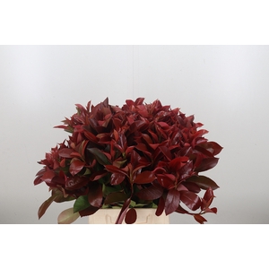 Photinia Red Robin