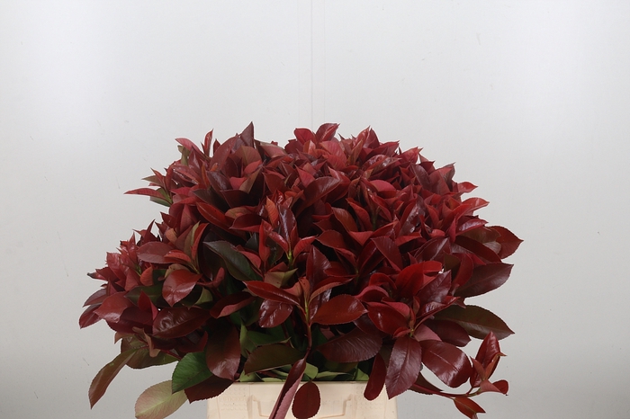 <h4>Photinia Red Robin</h4>