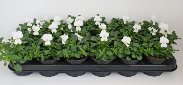 <h4>Viola Co Zuiver Wit</h4>