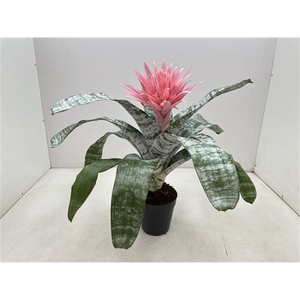 Aechmea Primera XL