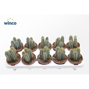 Pilosocereus Azureus