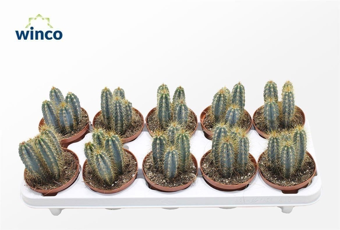 Pilosocereus Azureus