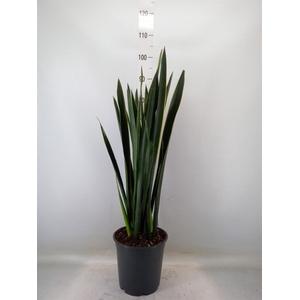 Sansevieria   ...