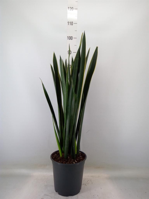 <h4>Sansevieria   ...</h4>