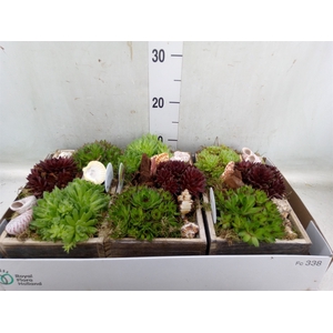 Arr.  Sempervivum L%