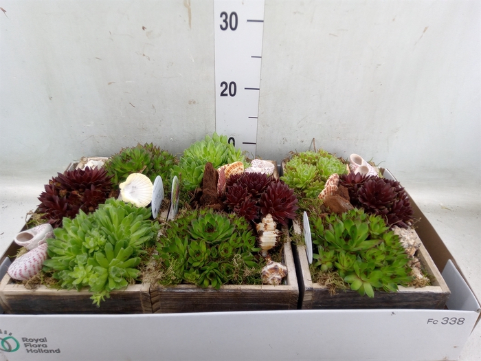 <h4>Arr.  Sempervivum L%</h4>