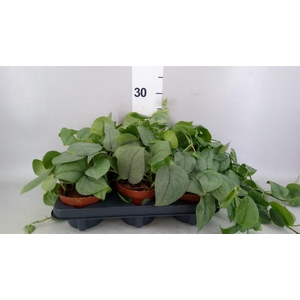 Epipremnum   ...
