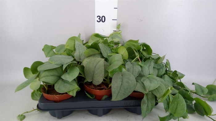 <h4>Epipremnum   ...</h4>