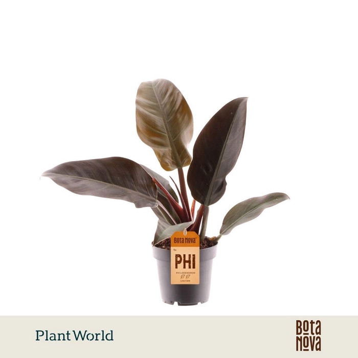 <h4>Philodendron Imperial Red</h4>
