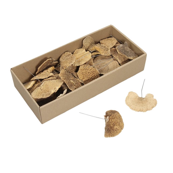 <h4>Dried articles Sponge Mushroom/wire x40</h4>