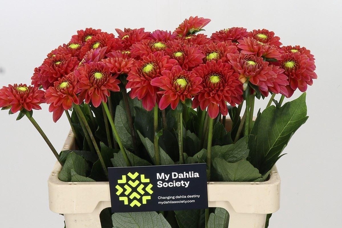 <h4>Dahlia BA 'Orange Fox'</h4>