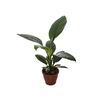 SPATHIPHYLLUM SENSATION THEA P24 SEM FLOR