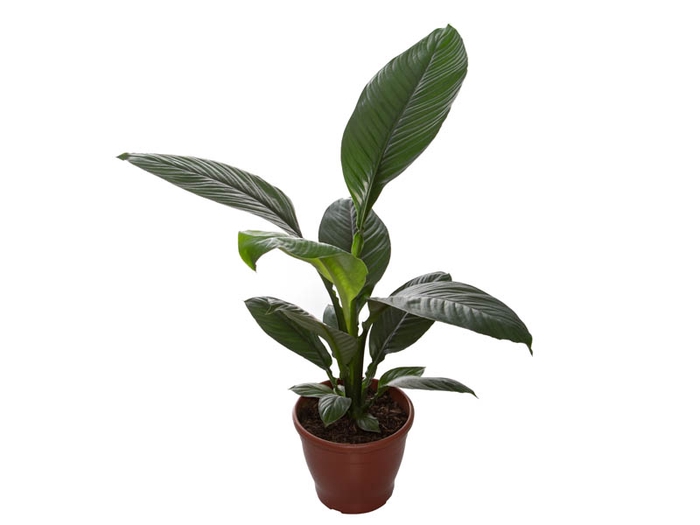 SPATHIPHYLLUM SENSATION THEA P24 SEM FLOR