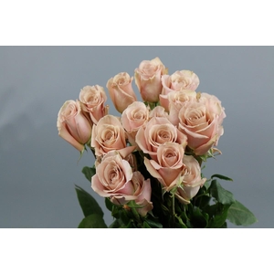 Rosa ec quicksand