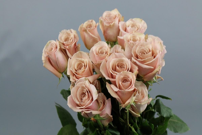 <h4>Rosa ec quicksand</h4>