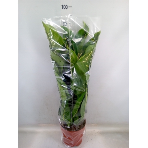 Dieffenbachia seg. 'Caiman'