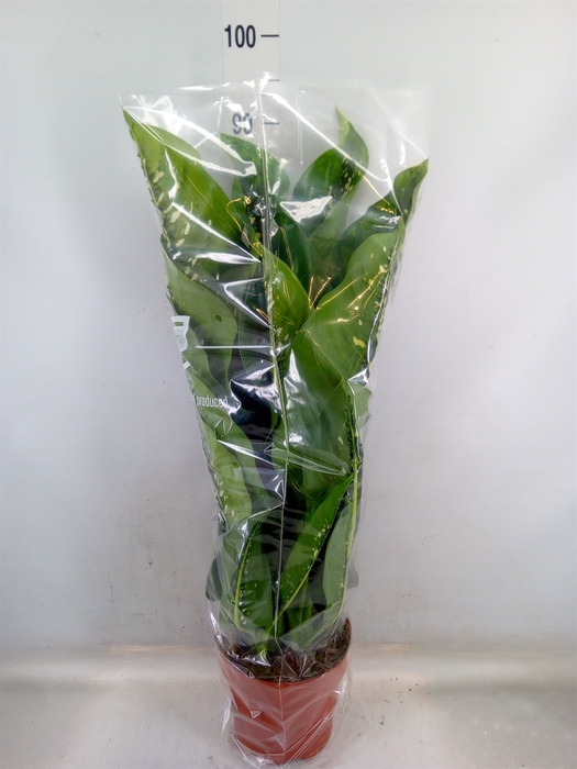<h4>Dieffenbachia seg. 'Caiman'</h4>