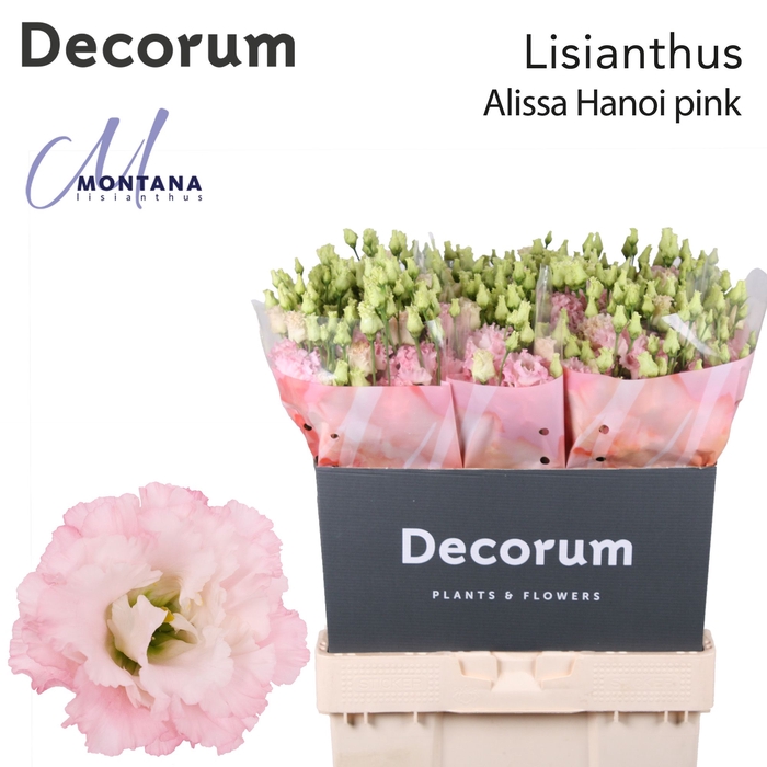 <h4>Lisianthus Alissa Hanoi pink 70cm</h4>