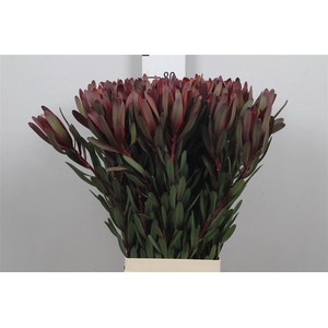 Leucadendron Saf Sunset