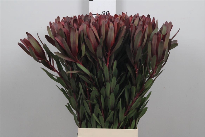 <h4>Leucadendron Saf Sunset</h4>