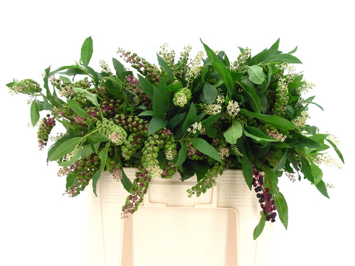 <h4>Phytolacca Americana ( Karmozijnbes )</h4>