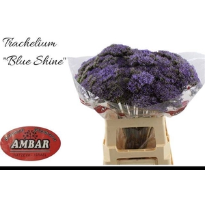 TRACH BLUE SHINE